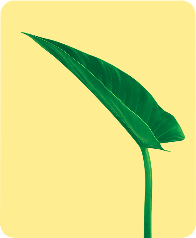 Leaf on warm yellow background